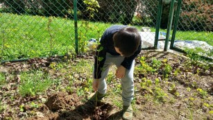Chłopiec sadzi drzewko obsypując je ziemią.