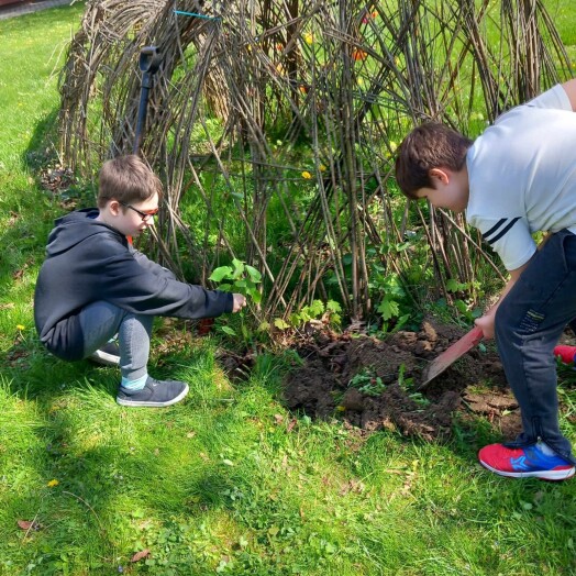 Dwaj chłopcy sadzą drzewko. Jedentrzyma sadzonkę w wykopanym otworze, drugi zasypuje ziemią trzymając szpadel.