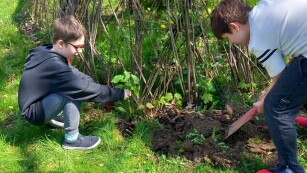 Dwaj chłopcy sadzą drzewko. Jedentrzyma sadzonkę w wykopanym otworze, drugi zasypuje ziemią trzymając szpadel.